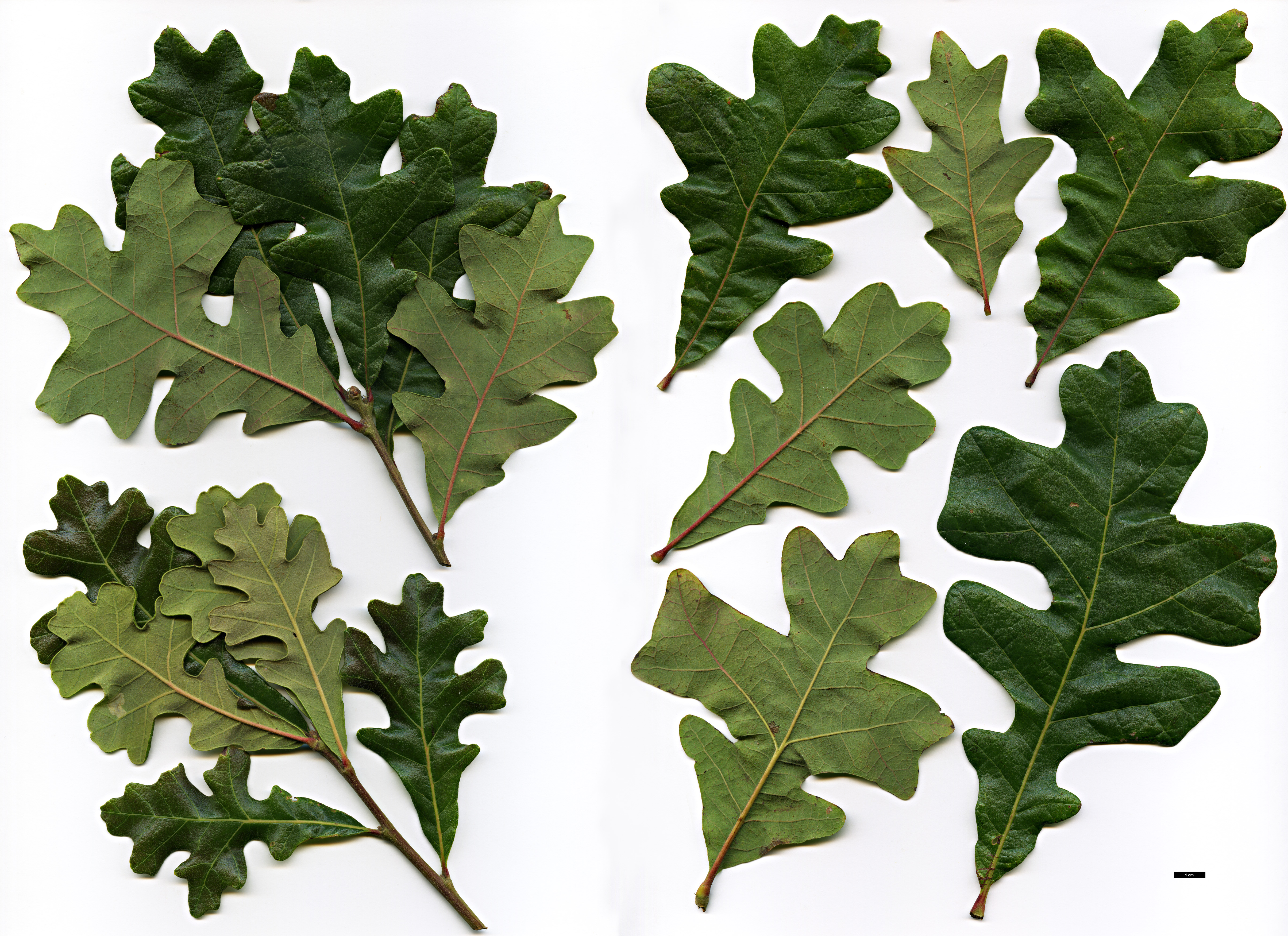 High resolution image: Family: Fagaceae - Genus: Quercus - Taxon: ×guadalupensis (Q.macrocarpa × Q.stellata)